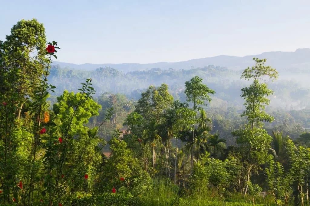Misty forested hills with red hibiscus flowers in the foreground