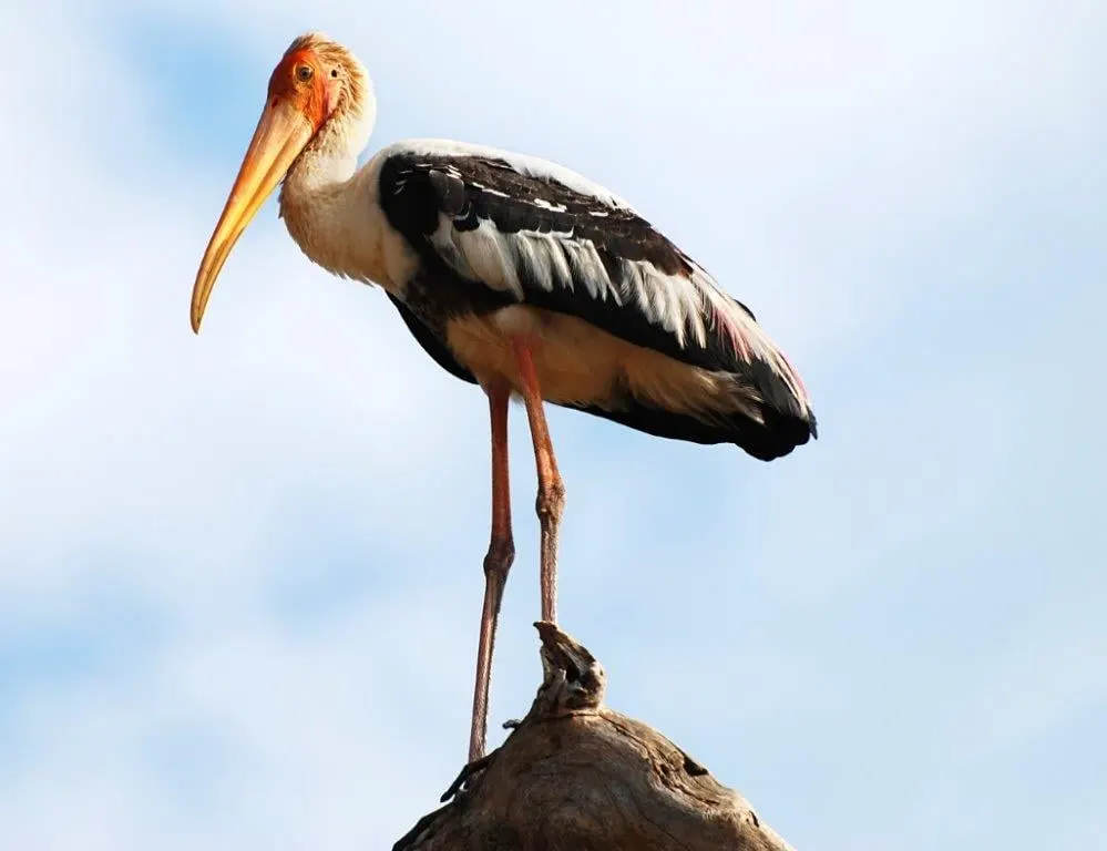 A painted stork standing on a rock against the sky