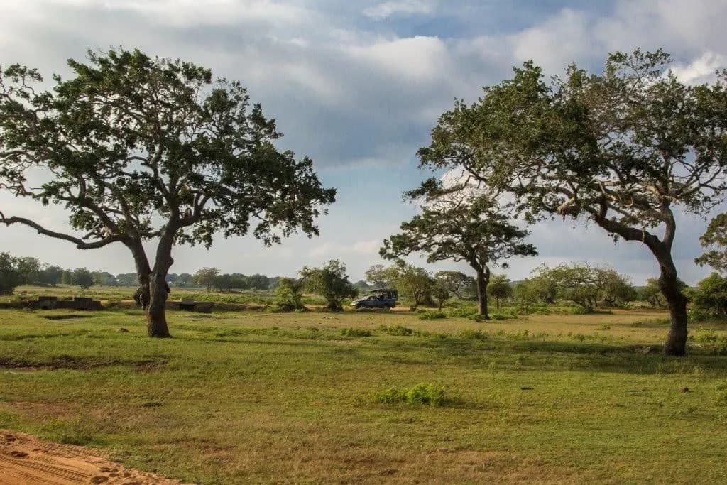 Open grassland and spreading trees with a safari jeep in the distance