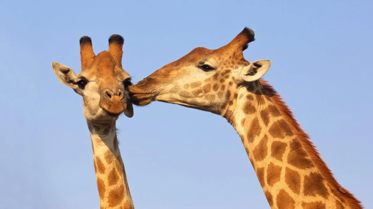 Two giraffes nuzzling against a clear blue sky