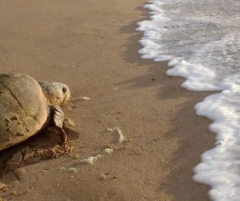 A sea turtle crossing the sand towards the waves