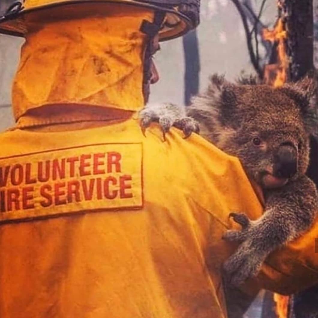 How To Help The Bush Fires In Australia