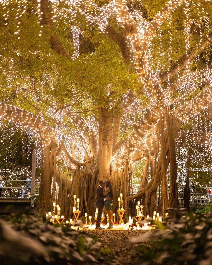 Newly engaged couple in front of a gorgeous tree come alive with fairy lights